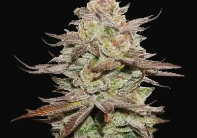 Sticky Fingers Auto