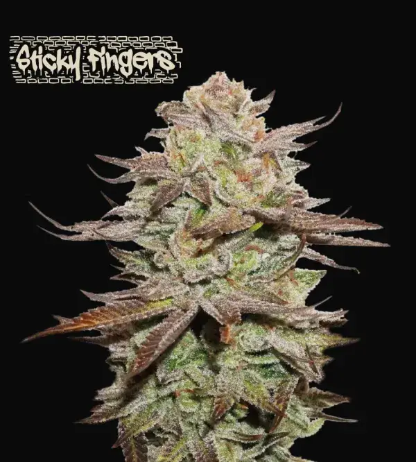 Sticky Fingers Auto