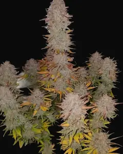 Sticky Gorilla #4