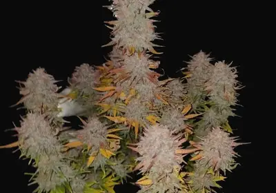 Sticky Gorilla #4