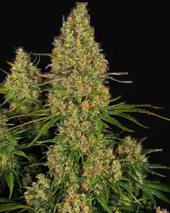 Sticky Orange XXL Automatic