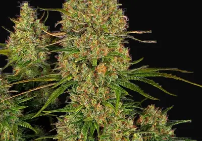 Sticky Orange XXL Automatic