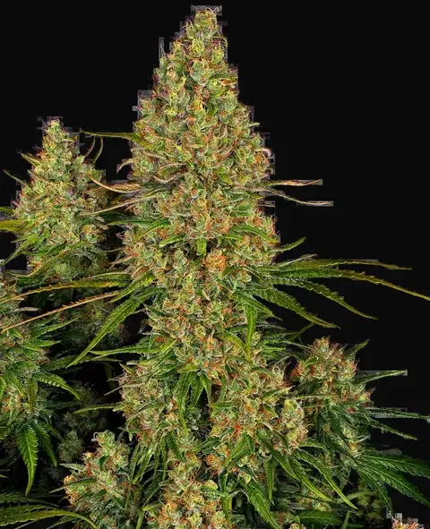 Sticky Orange XXL Automatic