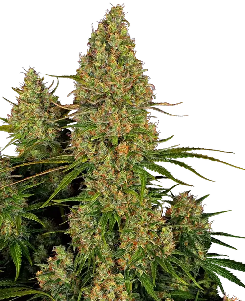 Sticky Orange XXL Automatic