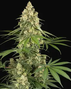 Sticky Orange XXL Feminized