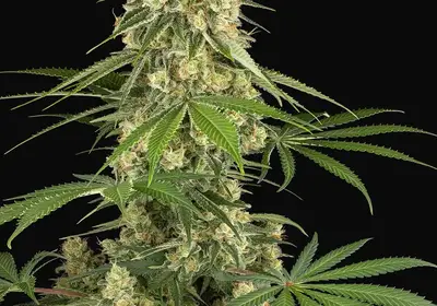Sticky Orange XXL Feminized
