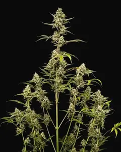 Sticky Queen Auto