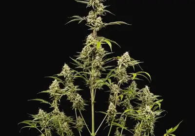 Sticky Queen Auto