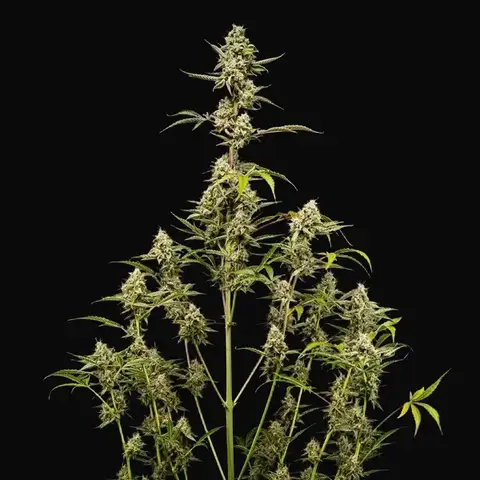 Sticky Queen Auto