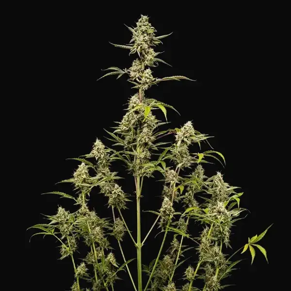 Sticky Queen Auto