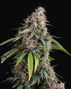 Sticky Queen