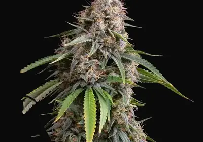Sticky Queen