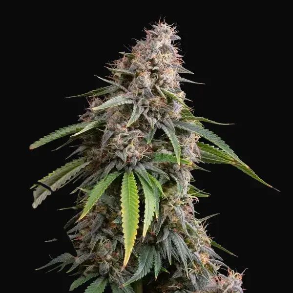Sticky Queen