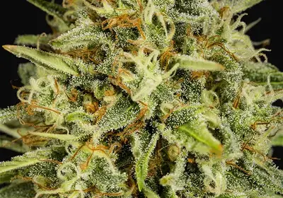 Strawberry Amnesia