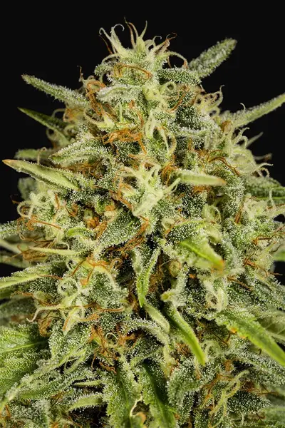 Strawberry Amnesia