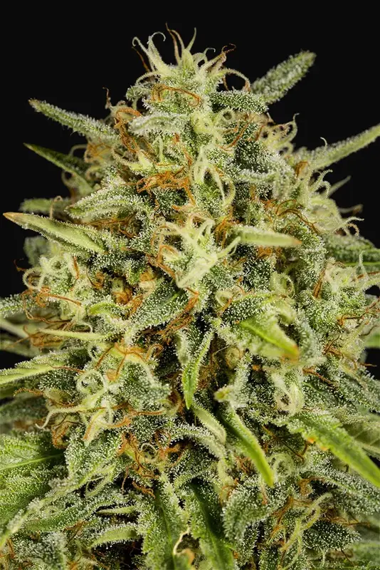Strawberry Amnesia