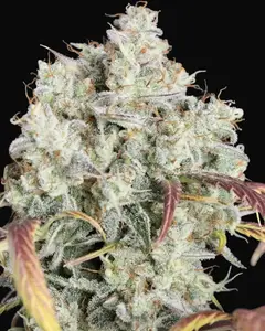 Strawberry Authoritah Auto