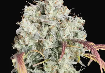 Strawberry Authoritah Auto