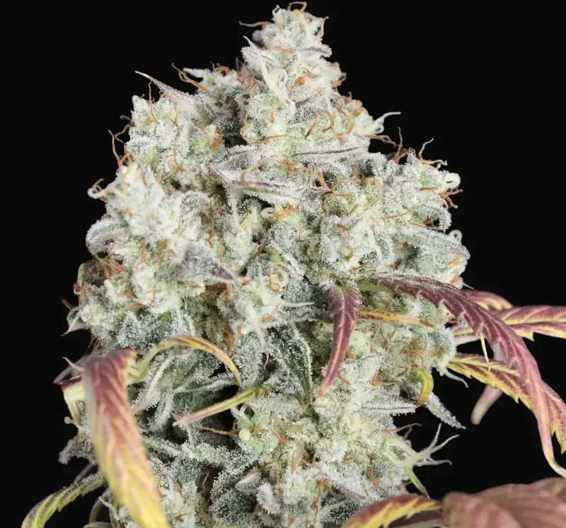 Strawberry Authoritah Auto