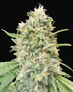 Strawberry Banana