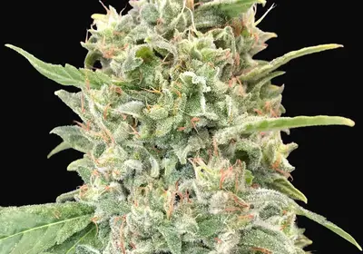 Strawberry Banana