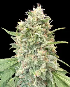 Strawberry Banana