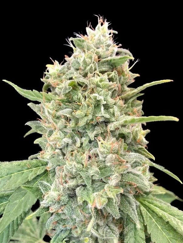 Strawberry Banana