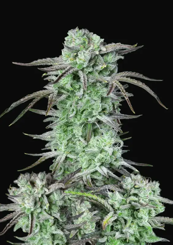 Strawberry Banana Auto