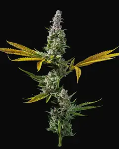 Strawberry Banana