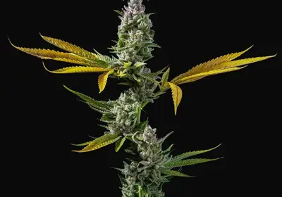 Strawberry Banana