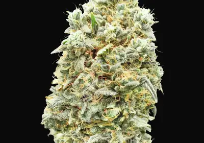 Strawberry Banana Fast