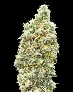 Strawberry Banana Fast