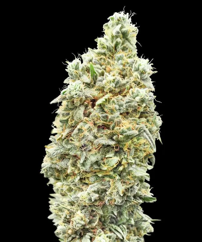 Strawberry Banana Fast