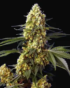 Strawberry Banana Gelato XL Auto