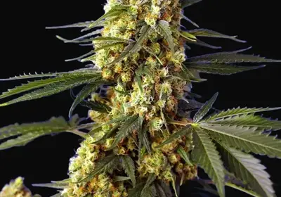 Strawberry Banana Gelato XL Auto