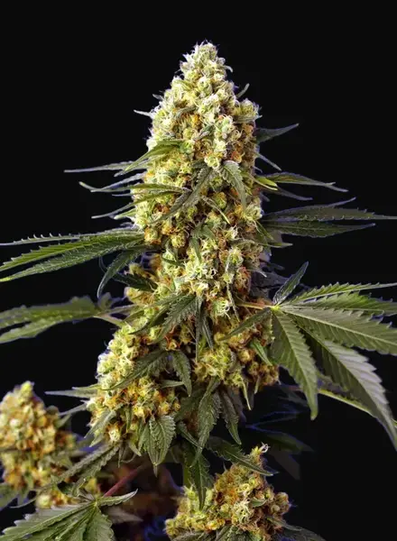 Strawberry Banana Gelato XL Auto