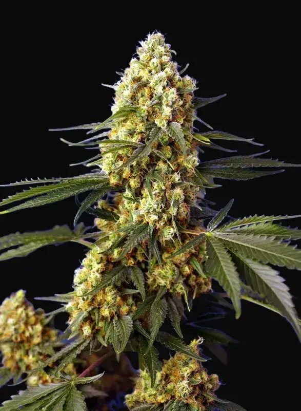 Strawberry Banana Gelato XL Auto