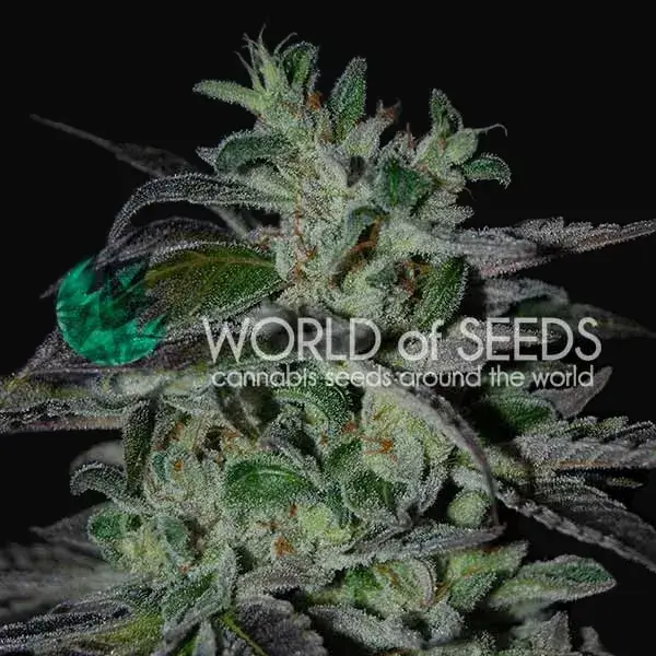 Strawberry Blue Early Harvest
