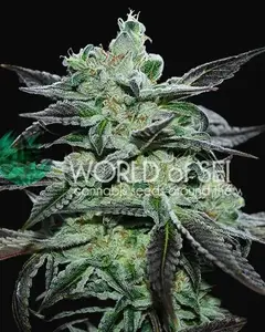 Strawberry Blue