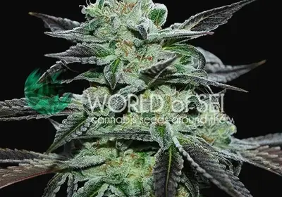 Strawberry Blue