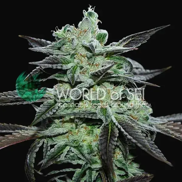 Strawberry Blue