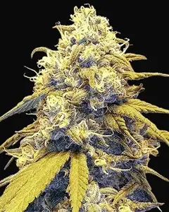 Strawberry Cake Auto