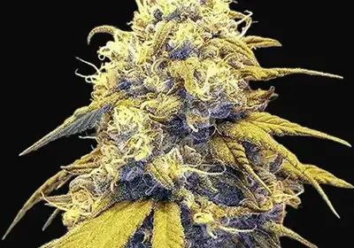 Strawberry Cake Auto