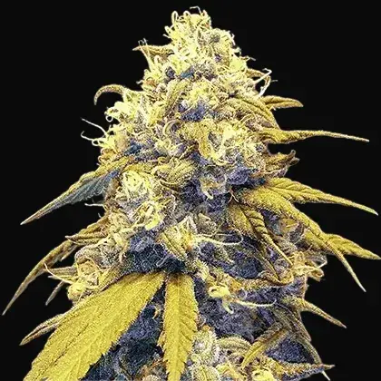 Strawberry Cake Auto