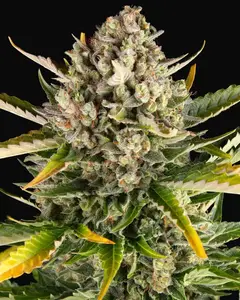 Strawberry Cheesecake Auto