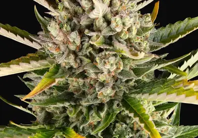 Strawberry Cheesecake Auto