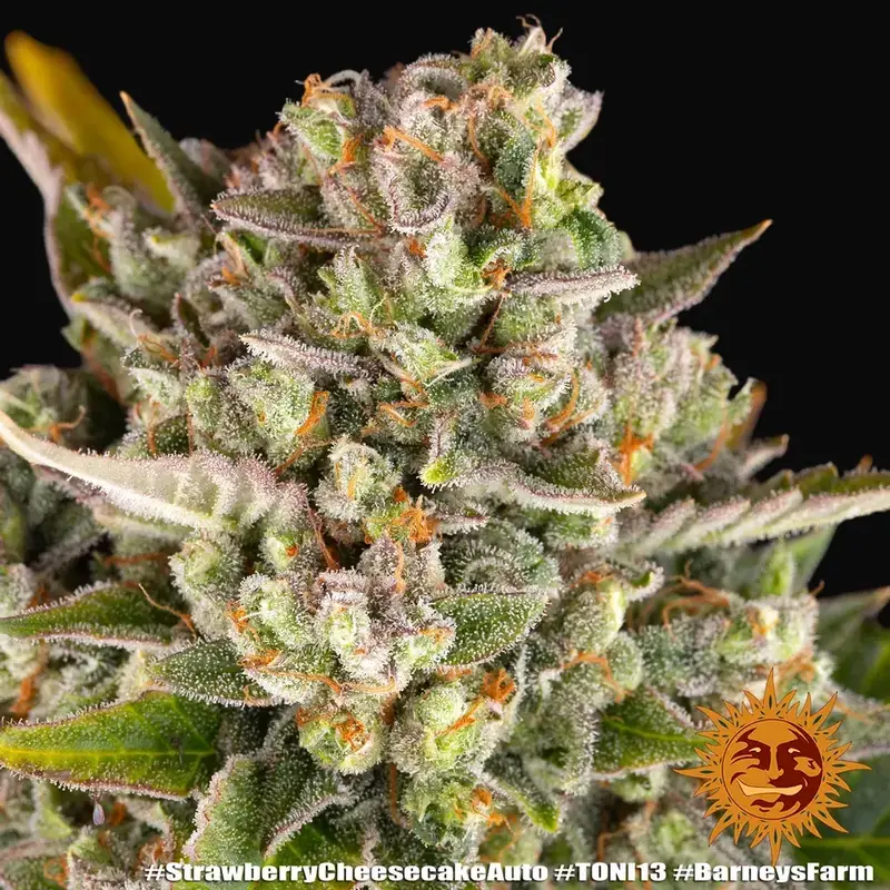 Strawberry Cheesecake Auto — zdjęcie 4