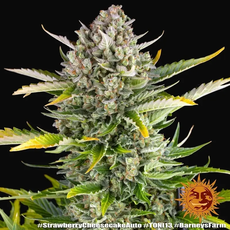 Strawberry Cheesecake Auto — zdjęcie 3