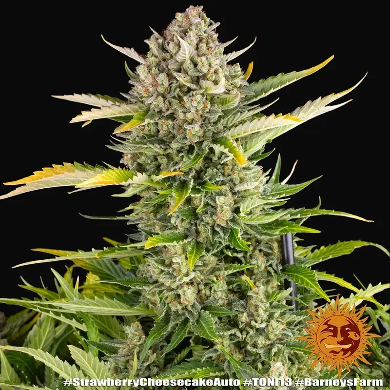 Strawberry Cheesecake Auto — zdjęcie 2