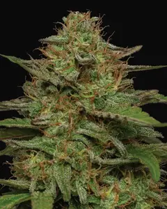 Strawberry Cheesecake Auto
